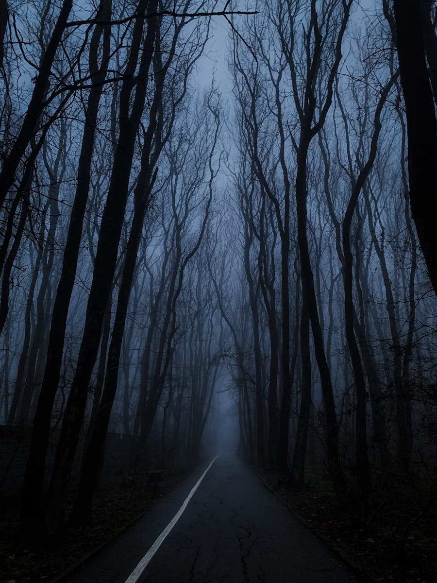 Eerie scene of a foggy forest road enveloped in mist during twilight.