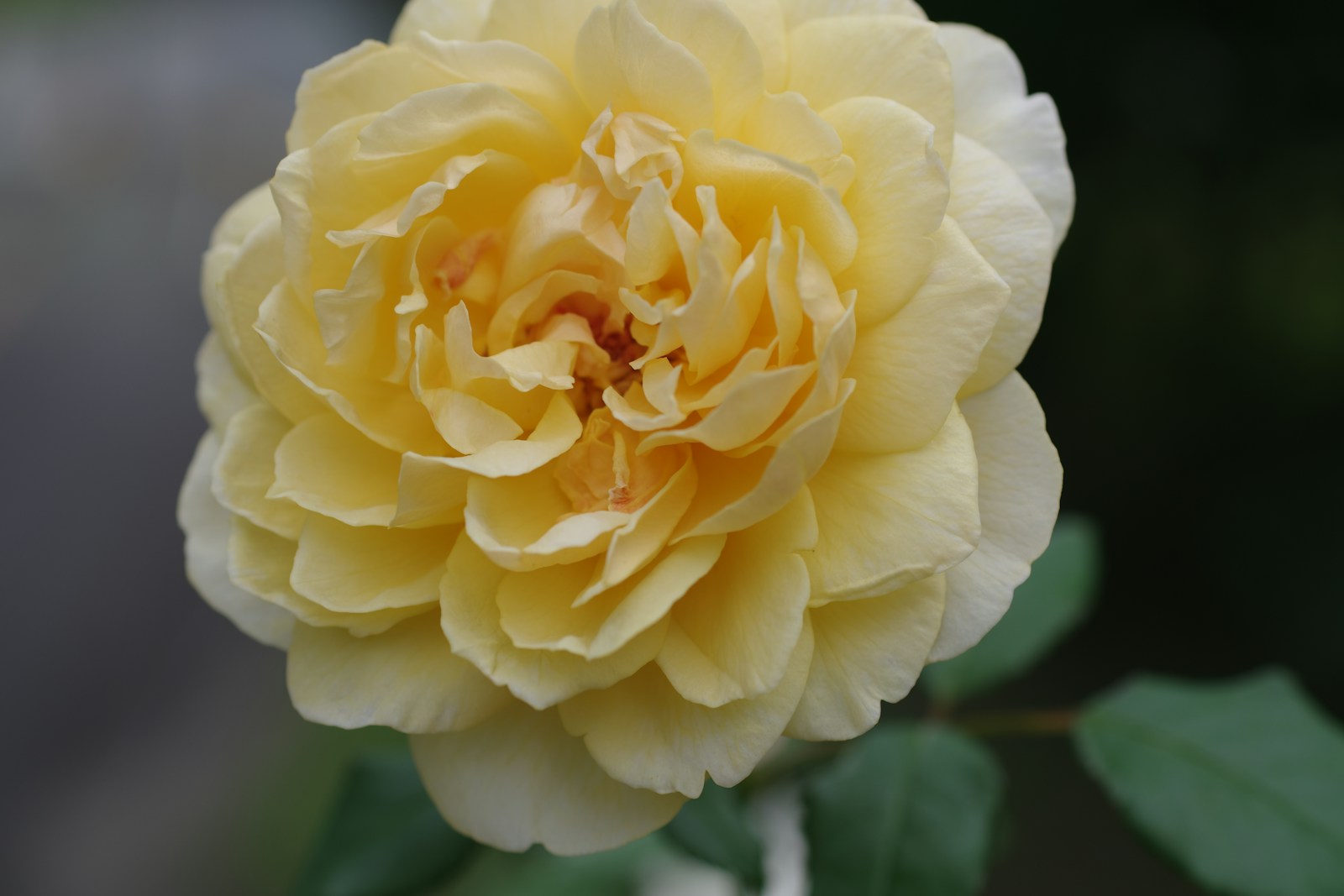 A yellow flower with green leaves in the background