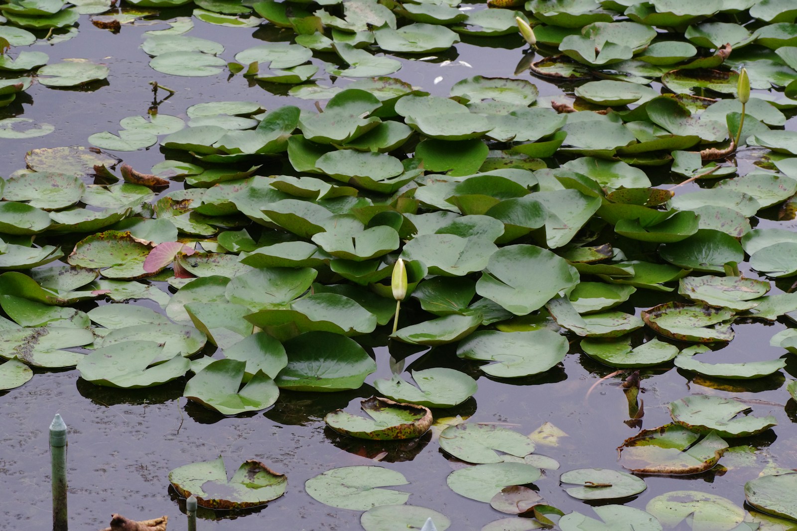 A pond filled with lots of water lilies