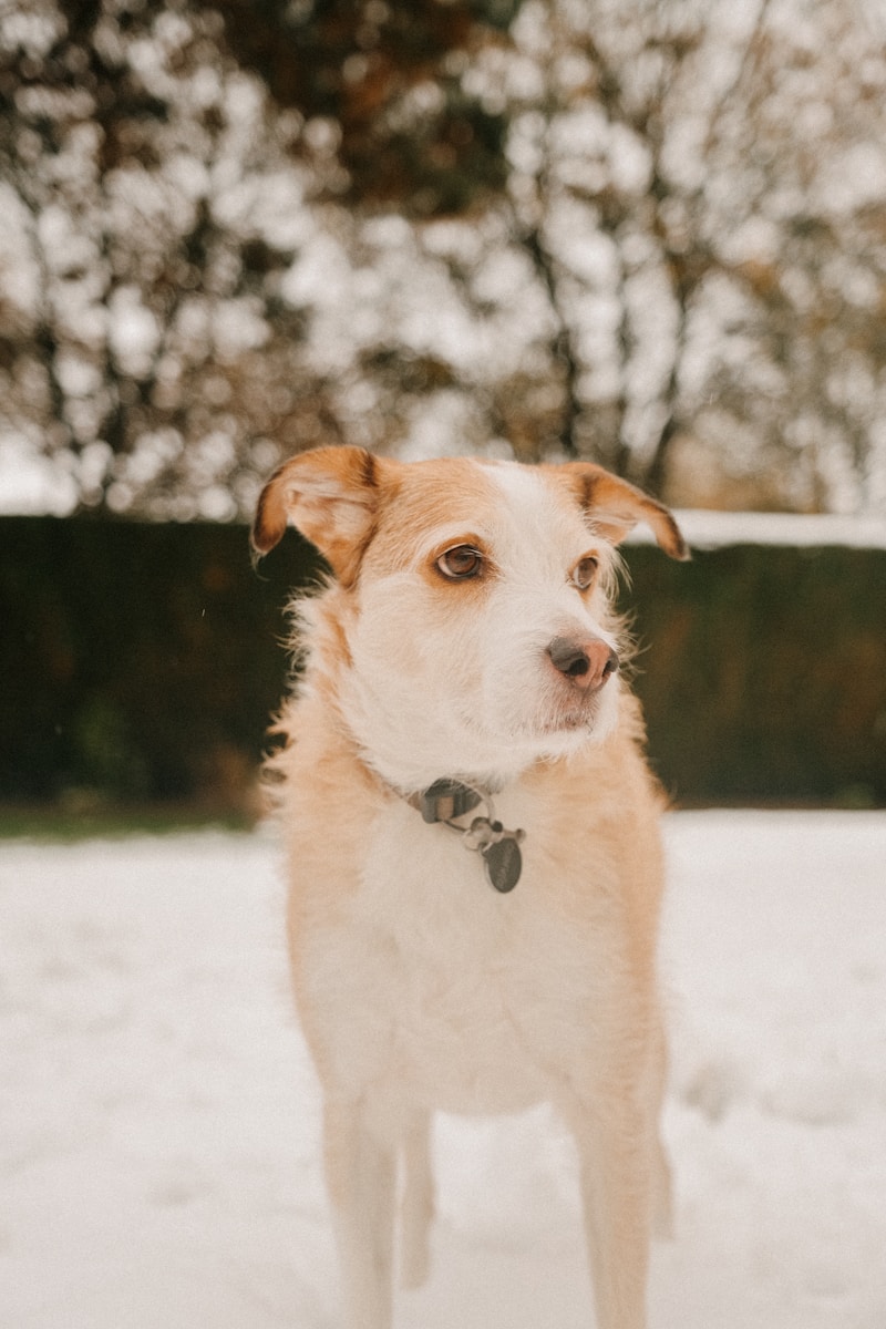 A brown and white dog standing in the snow