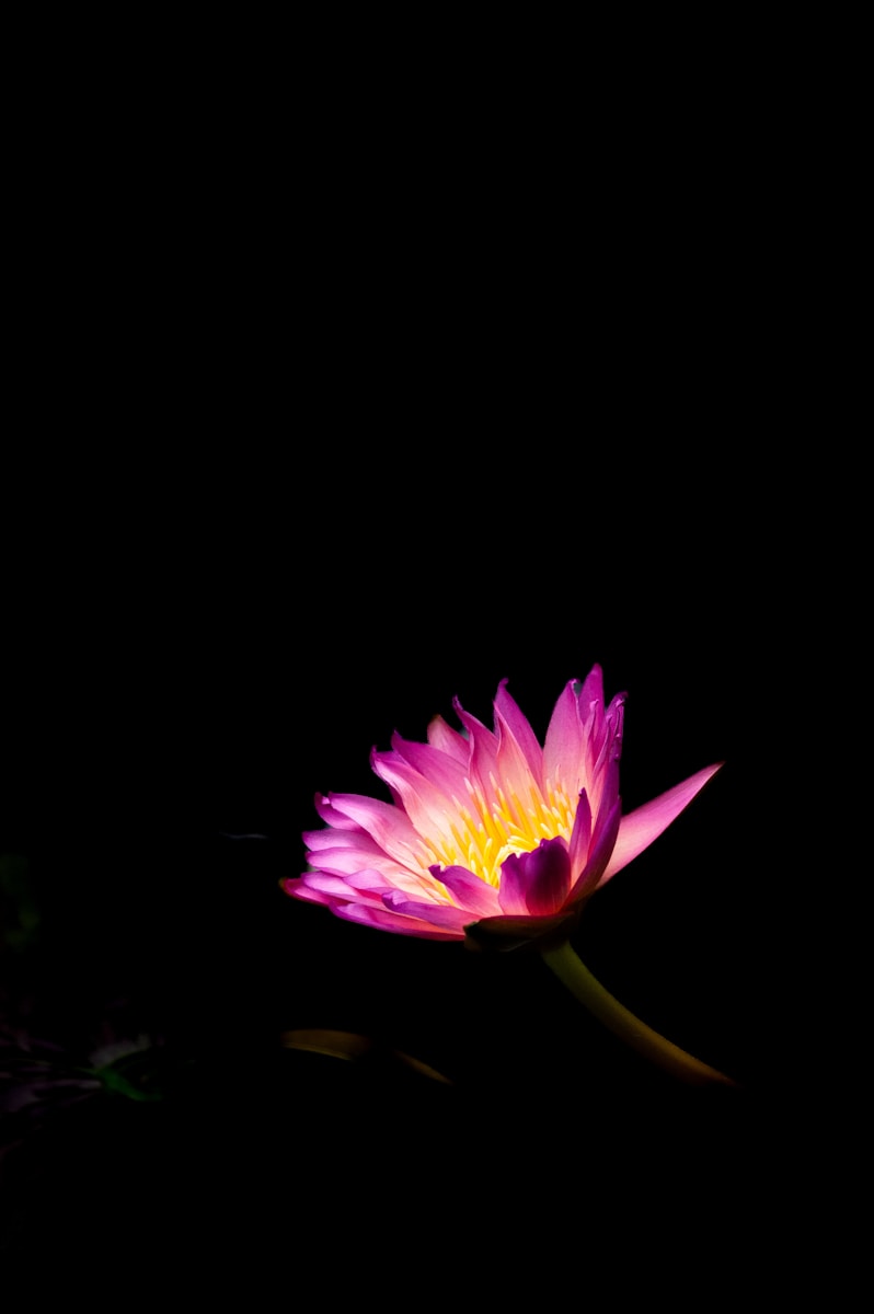 A pink water lily in the dark water