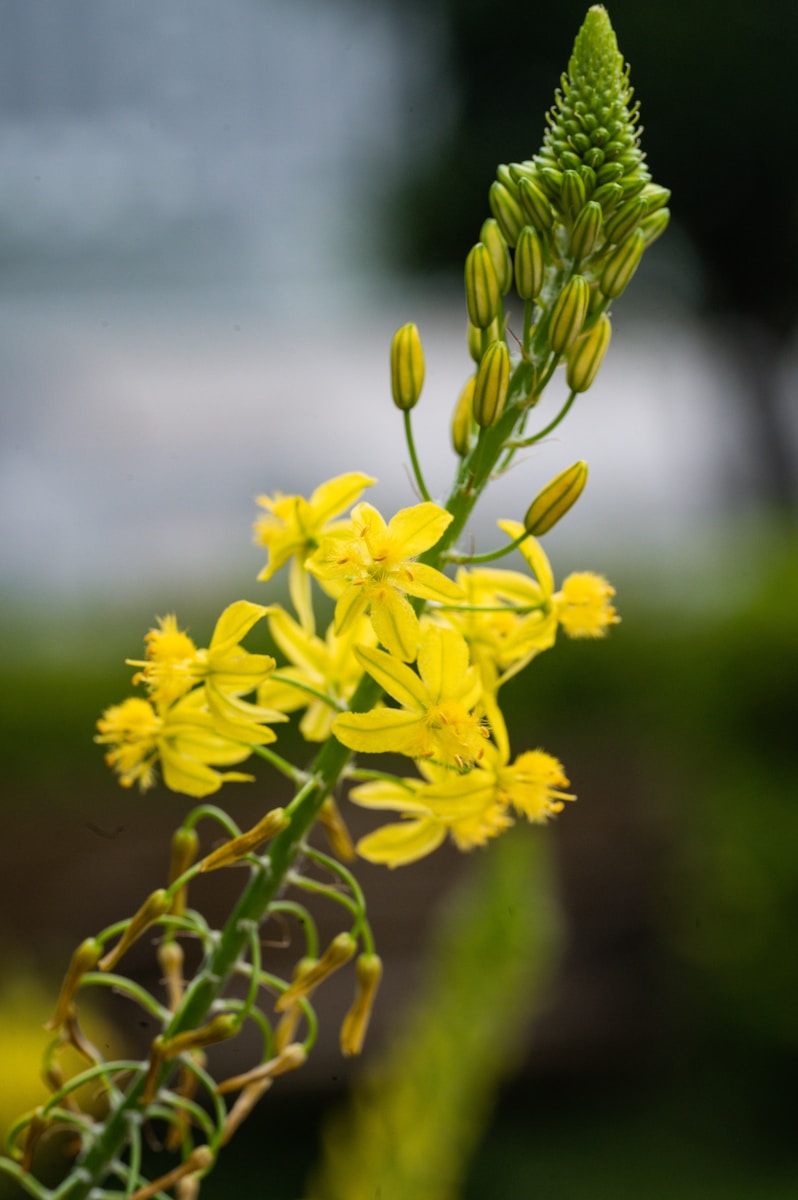 a close up of a plant with yellow flowers